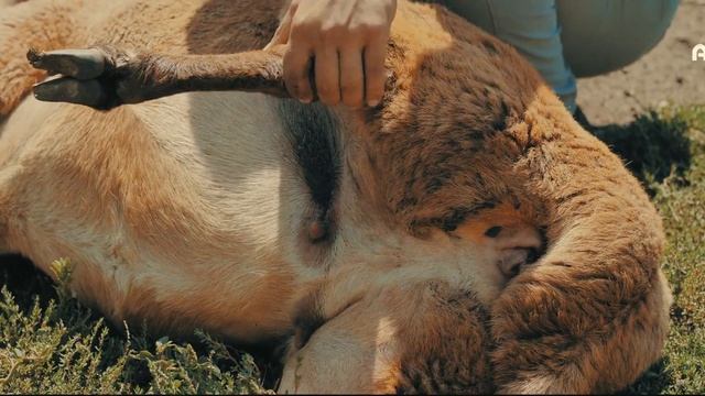 Выбор барана на Курбан | Alem - Выбор барана на Курбан-байрам смотреть онлайн