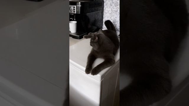 Кеша. Где мой кофе? Kesha. Where is my coffee? смотреть онлайн