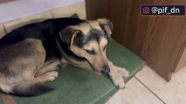 Приют ПИФ. Жизнь под обстрелами. смотреть онлайн