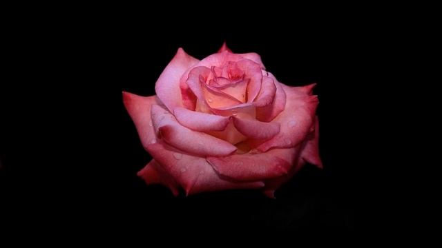 Алые розы В. Королев смотреть онлайн