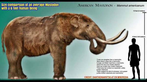 Extinct Pleistocene Megafauna of North America
