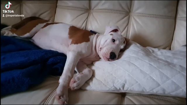 Щенки питомника Imperial Sveta - Американский стаффордширский терьер, помет № 1 (А) смотреть онлайн