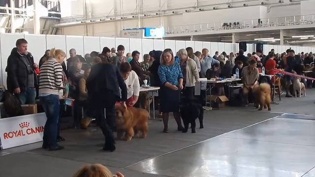 19 ноября 2016 г Кобели-промежуток, открытый смотреть онлайн