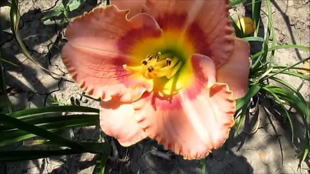 Бродвей Энжел миниатюрный лилейник смотреть онлайн