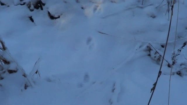 Охота на лося с лайкой. #2 смотреть онлайн