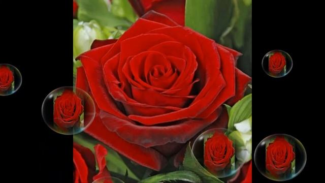 С днём рождения, Нина ! смотреть онлайн