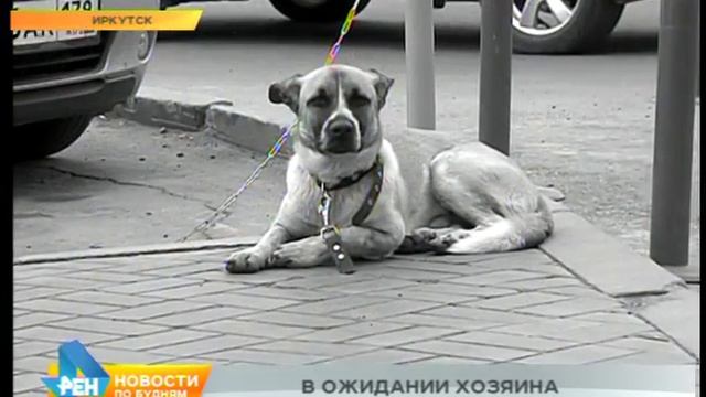 Иркутский Хатико ждёт своего хозяина смотреть онлайн