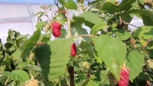 Ремонтантная малина Похвалинка