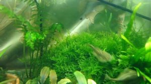 Севеллия линеолата (Sewellia Lineolata)  брачные игры и нерест.