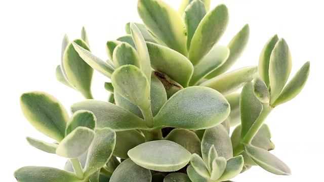 Crassula 'Money Maker' f variegata смотреть онлайн