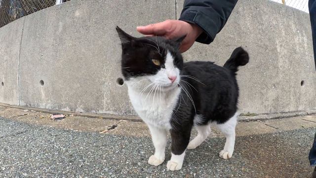 ハチワレ猫がダミ声でナデナデを要求してきた смотреть онлайн