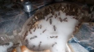 Лёт муравьёв. Как и где поймать муравьев для муравьиной фермы. Муравьиная королева бесплатно.