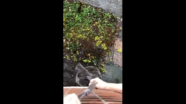 Интересные животные смотреть онлайн