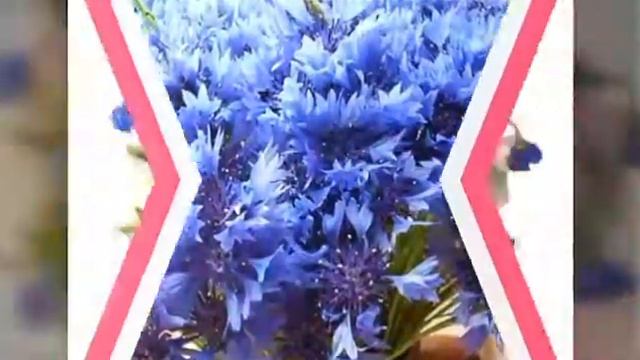 Цветы/Flowers смотреть онлайн