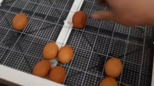 Запуск Инкубатора Несушка на 77 яйц. Минусы Инкубатора.