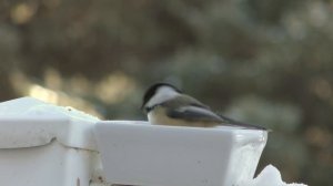 Красивые птицы! кино для кошек !