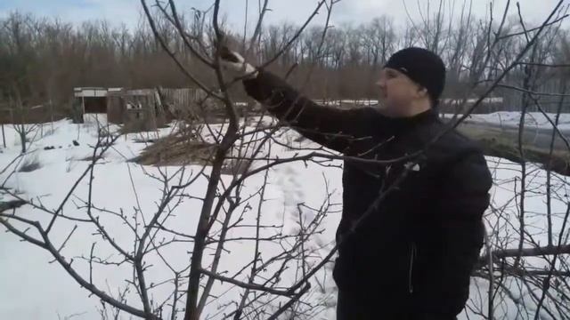 Обрезка яблони Красное раннее смотреть онлайн