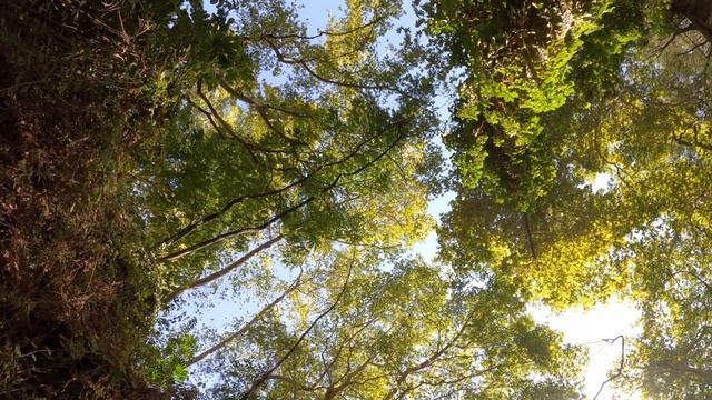 Scenic Relaxation Film with Calming Music Perfect 4K HDR 60FPS смотреть онлайн