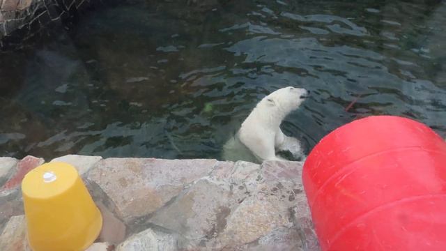 Мишка-хулиган... смотреть онлайн