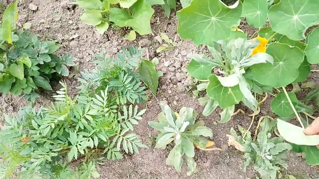 Нахожусь в глубокой задумчивости. Тюльпаны, книфофия и гацания. Выкопанный у дороги цветок. смотреть онлайн