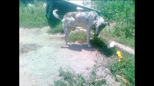 Собака грызет лапу. смотреть онлайн