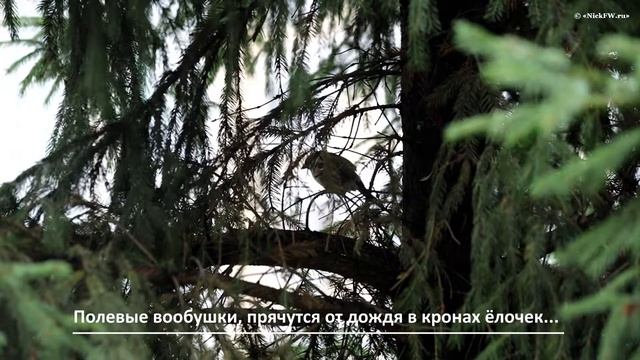 Полевые воробушки прячутся от дождя... смотреть онлайн
