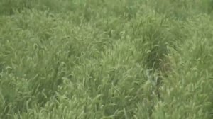 Посевы житняка