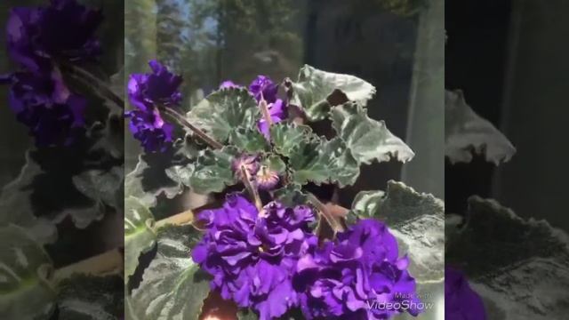 Фиалки Темная ночь и Вологодский лён во всей красе смотреть онлайн