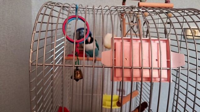 Комнатные цветы. смотреть онлайн