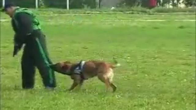 Миша. Показательные выступления смотреть онлайн