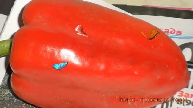 Питоновый Космос