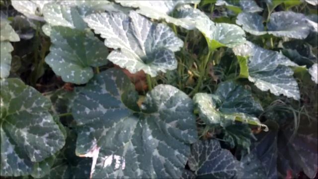 Harvesting Musquée de Provence Pumpkins смотреть онлайн