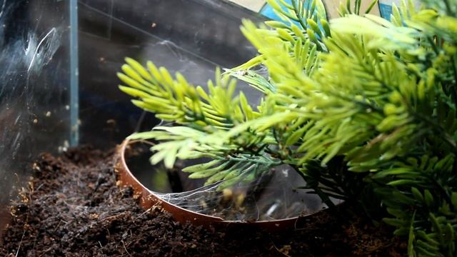 Огромная самка паука Poecilotheria Ornata кормление паука птицееда Одесса