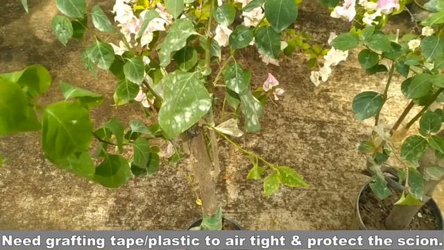 How to graft Multi-color bougainvillea // Makes Multi Coloured Bougainvillea using stem grafting смотреть онлайн