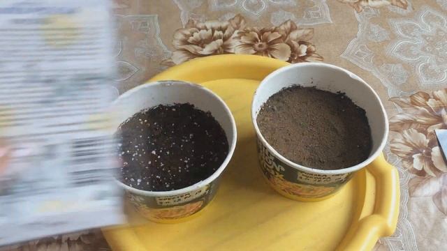 Посев фиалки рогатой. смотреть онлайн