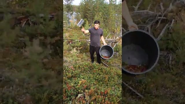 Работа в Финляндии. Сбор брусники в конце сентября. Garant Work Finland.