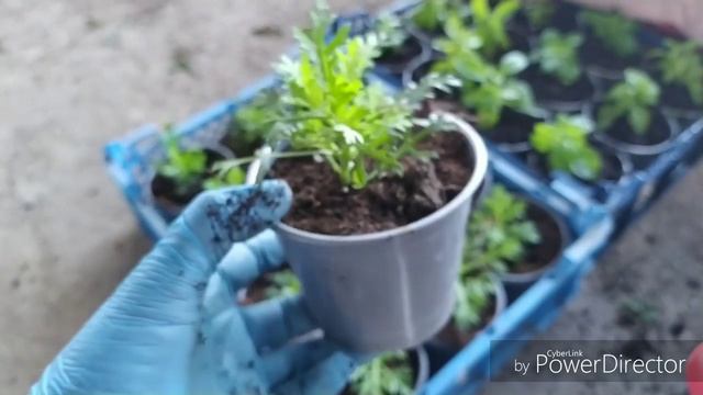 ЧЕМ ЗАНИМАЮСЬ И ГДЕ БЫЛА? смотреть онлайн