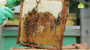 Как лечить мешотчатый расплод / Народное средство против расплода / Пчеловодам на заметку