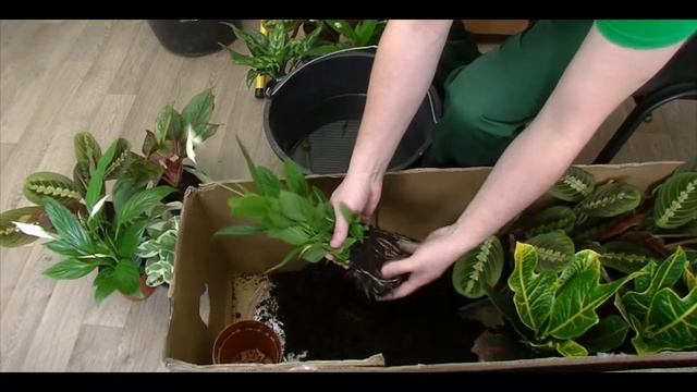 Создание фитостены. ДревГрадСервис смотреть онлайн