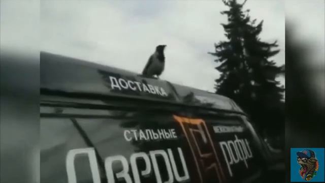 Смешные видео про животных. #7 смотреть онлайн