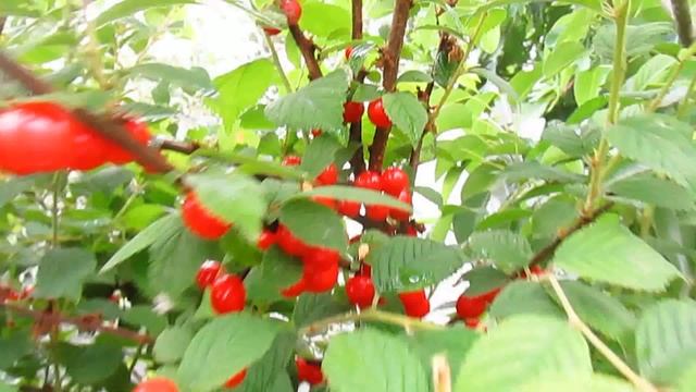 КАК ВЛИЯЕТ НА УРОЖАЙ ТАКОЕ ОПРЫСКИВАНИЕ. смотреть онлайн