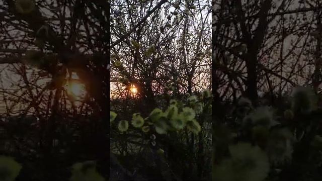 Шмель и верба на закате. Видео чисто для души смотреть онлайн