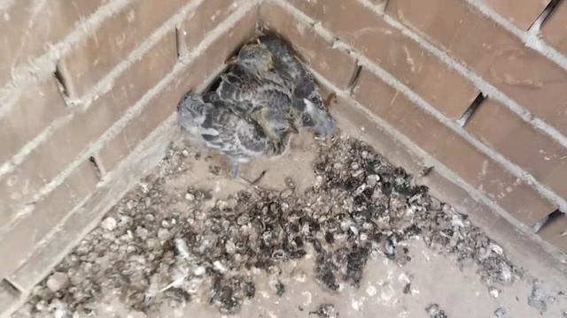 Гнездо голубей на балконе смотреть онлайн