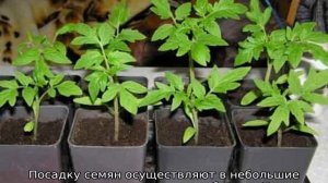 Томат Орлиное сердце