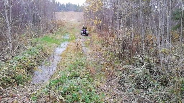 Dingo T150 квадроцикл внедорожие 35RUS смотреть онлайн