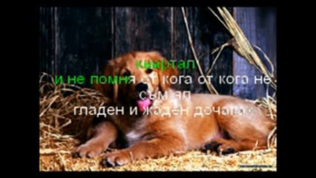 ВАСКО КРЪПКАТА - КУЧЕТО ОТ КРАЙНИЯ КВАРТАЛ - KARAOKE смотреть онлайн