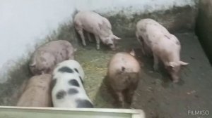 содержание свиней  ? % рентабельность