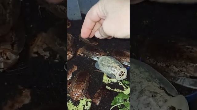 Как отличить самца таракана архимандрита от самочки? смотреть онлайн