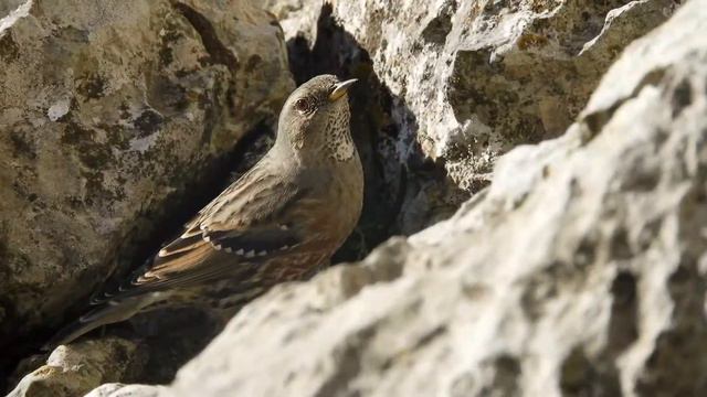 Mendi-tuntuna (Prunella collaris) смотреть онлайн