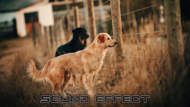 Dogs | Dog Labrador Bark SFX Producer | No Copyright Dogs Sounds смотреть онлайн